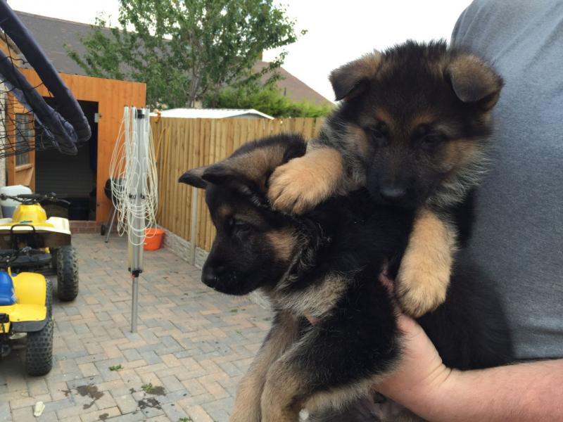 German Shepherd Puppies Image eClassifieds4u