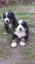 *quality Bernese Mountain Dog Puppies For Sale. Text ‪(323) 451-9584‬ for more info and new pics Image eClassifieds4u 3