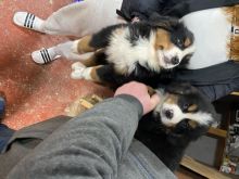 *quality Bernese Mountain Dog Puppies For Sale. Text ‪(323) 451-9584‬ for more info and new pics Image eClassifieds4u 2