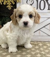 Cavachon puppies for sale Image eClassifieds4U