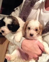 Cute Cavapoo Puppies Available Image eClassifieds4U
