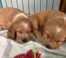 For Sale :*Adorable er Spaniel Pups Text ‪(323) 451-9584‬ for more info and new pics.. Image eClassifieds4u 2