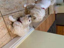 For Sale :*Adorable Litter Of Bichon Frise Pups. Text (323) 451-9584 for more info and new pic Image eClassifieds4u 4