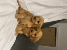 For Sale :*apoo F1 Pups Health Checked Puppies Text ‪(323) 451-9584‬ for more info and new pics. Image eClassifieds4u 2