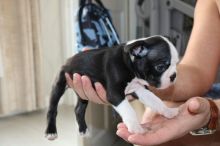 For Sale :*Beautiful Boston Terriers Pups. Text (323) 451-9584 for more info and new pics.. Image eClassifieds4u 3