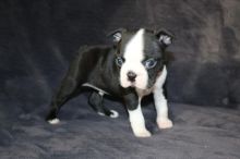 For Sale :*Beautiful Boston Terriers Pups. Text (323) 451-9584 for more info and new pics.. Image eClassifieds4u 2