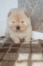 For Sale :*Beautiful Chow Chow Puppies Text ‪(323) 451-9584‬ for more info and new pics.. Image eClassifieds4u 2