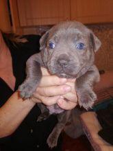 For Sale : Blue CKc Staffordshire Bull Terrier Pups with high Quality Text ‪(323) 451-9584‬ for  Image eClassifieds4u 2