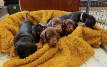 For Sale :*Dachshund Puppies Ready Now Text ‪(323) 451-9584‬ for more info and new pics.. Image eClassifieds4u 2
