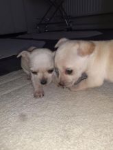 For Sale :*Gorgeous Chihuahua Puppies Text ‪(323) 451-9584‬ for more info and new pics.. Image eClassifieds4u 4