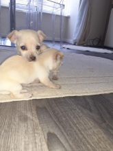 For Sale :*Gorgeous Chihuahua Puppies Text ‪(323) 451-9584‬ for more info and new pics.. Image eClassifieds4u 2
