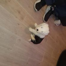 For Sale :*Old English Sheepdog Pups Quality Text ‪(323) 451-9584‬ for more info and new pics.. Image eClassifieds4u 1
