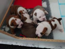 For Sale :*Outstanding Litter Bulldog Text ‪(323) 451-9584‬ for more info and new pics.. Image eClassifieds4u 2
