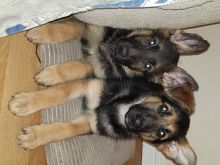 For Sale :*Ready Now Quality German Shepherd Puppies Text ‪(323) 451-9584‬ for more info and new Image eClassifieds4u 2
