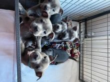 Full CKc Staffordshire Bull Terrier For Sale with high Quality Text (323) 451-9584 for Image eClassifieds4u 1