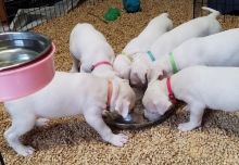 only 3 Left* cKc Registered Dogo Argentino Puppies with high Quality Text ‪(323) 451-9584‬ for m Image eClassifieds4u 1