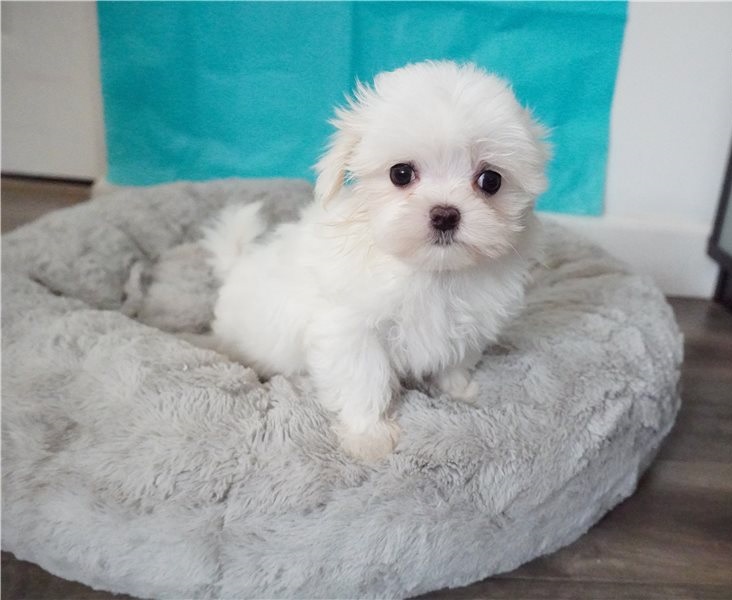 Maltese puppies for adoption, Image eClassifieds4u