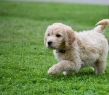 C.K.C MALE AND FEMALE GOLDENDOODLE PUPPIES AVAILABL