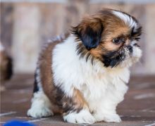 Adorable outstanding SHIH TZU Puppies ready