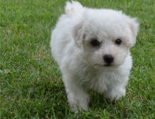 Bichon Frise is eager to make friends with strangers,