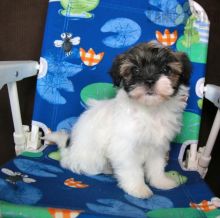 C.K.C MALE AND FEMALE HAVANESE PUPPIES AVAILABLE