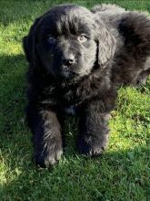 For Sale :*Beautiful CKc Registered Male Newfoundland Puppies Text ‪(323) 451-9584‬ for more inf