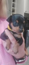 For Sale :*Exemplary Kc Reg Minpin Puppies Text ‪(323) 451-9584‬ for more info and new pics..