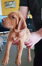 For Sale :*Gorgeous Vizsla Puppies For Sale Text ‪(323) 451-9584‬ for more info and new pics..