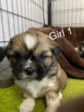 For Sale :*Lhasa Apso Full Pedigree And CKc Registered Text ‪(323) 451-9584‬ for more info and n