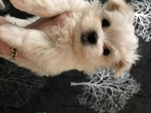 For Sale :*Maltese Puppies Miniature Text ‪(323) 451-9584‬ for more info and new pics..