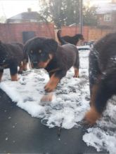 For Sale :*Stunning Rottweiler Pupps Text ‪(323) 451-9584‬ for more info and new pics..