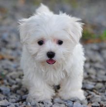 Gorgeous Teacup Maltese puppies