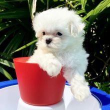 Gorgeous Teacup Maltese puppies, male and female,
