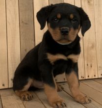 Rottweiler puppies from a litter of 12