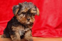 Teacup Yorkie puppies with excellent temperament