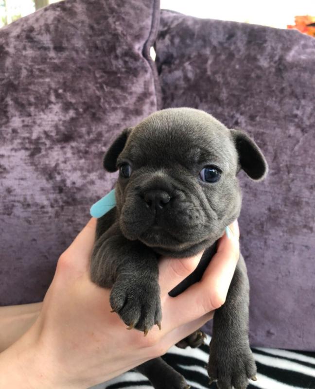 For Sale :*Amazing Blue French Bulldogs CKc Registered Text ‪(323) 451-9584‬ for more info and n Image eClassifieds4u