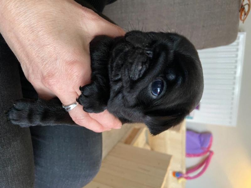 For Sale :*Beautiful Pug Puppies Text ‪(323) 451-9584‬ for more info and new pics.. Image eClassifieds4u