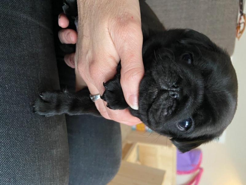 For Sale :*Beautiful Pug Puppies Text ‪(323) 451-9584‬ for more info and new pics.. Image eClassifieds4u