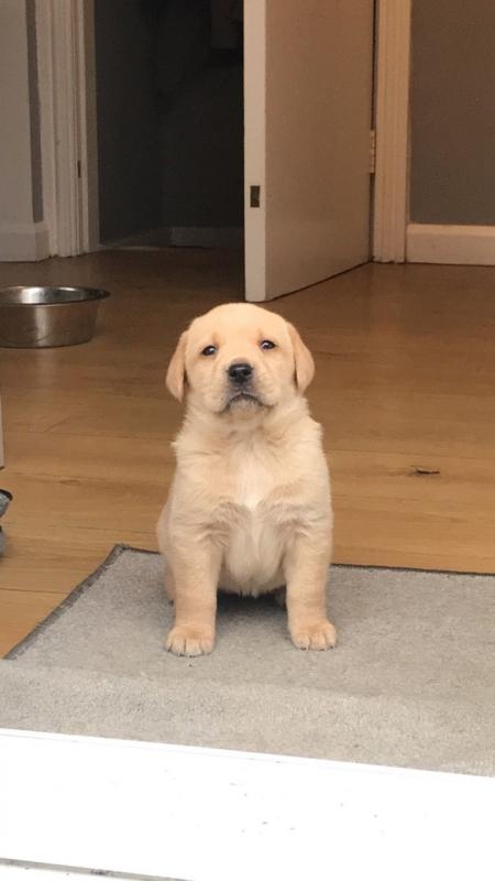 For Sale :*Chunky Labrador Puppies Black And Golden Text ‪(323) 451-9584‬ for more info and new  Image eClassifieds4u