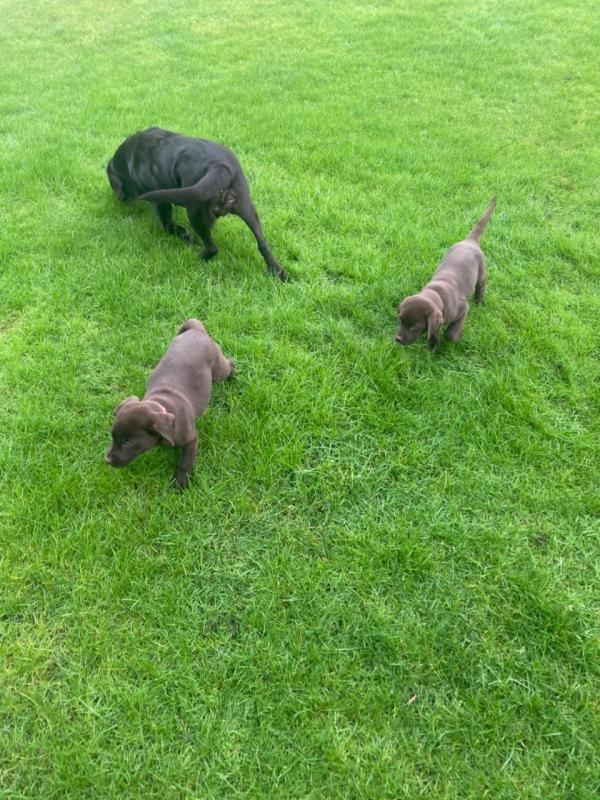 For Sale :*Chunky Labrador Puppies Black And Golden Text ‪(323) 451-9584‬ for more info and new  Image eClassifieds4u