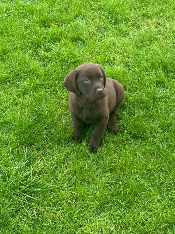 For Sale :*Chunky Labrador Puppies Black And Golden Text ‪(323) 451-9584‬ for more info and new  Image eClassifieds4u