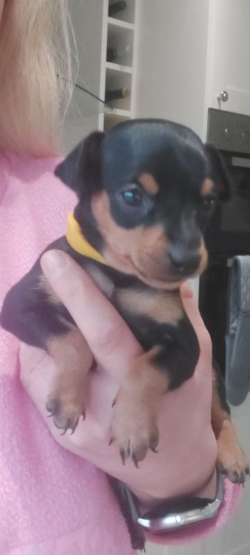 For Sale :*Exemplary Kc Reg Minpin Puppies Text ‪(323) 451-9584‬ for more info and new pics.. Image eClassifieds4u