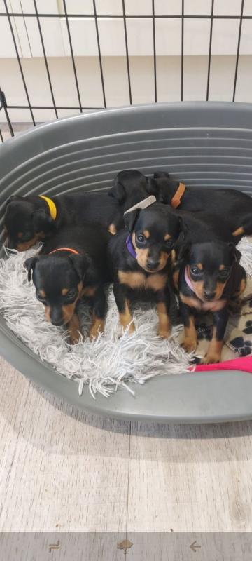 For Sale :*Exemplary Kc Reg Minpin Puppies Text ‪(323) 451-9584‬ for more info and new pics.. Image eClassifieds4u