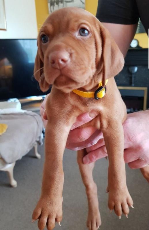 For Sale :*Gorgeous Vizsla Puppies For Sale Text ‪(323) 451-9584‬ for more info and new pics.. Image eClassifieds4u