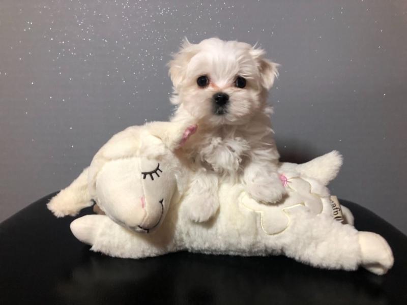 For Sale :*Maltese Puppies Miniature Text ‪(323) 451-9584‬ for more info and new pics.. Image eClassifieds4u