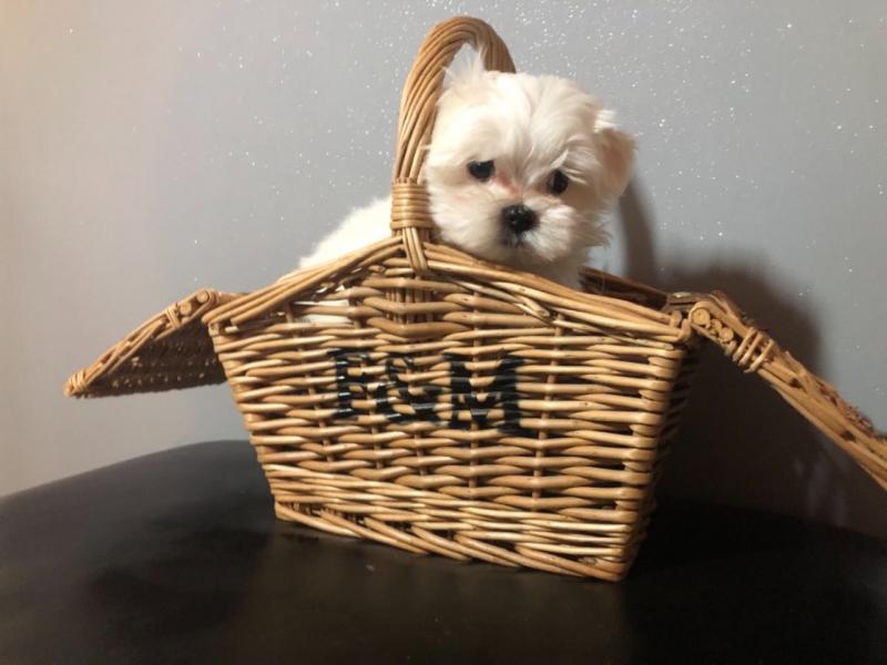 For Sale :*Maltese Puppies Miniature Text ‪(323) 451-9584‬ for more info and new pics.. Image eClassifieds4u