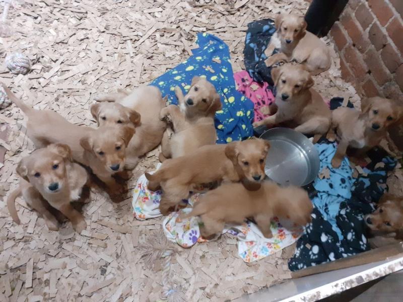 For Sale :*Pedigree Golden Retriever Pups Text ‪(323) 451-9584‬ for more info and new pics.. Image eClassifieds4u