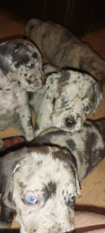 For Sale :*Stunning Great Dane Puppies Text ‪(323) 451-9584‬ for more info and new pics.. Image eClassifieds4u