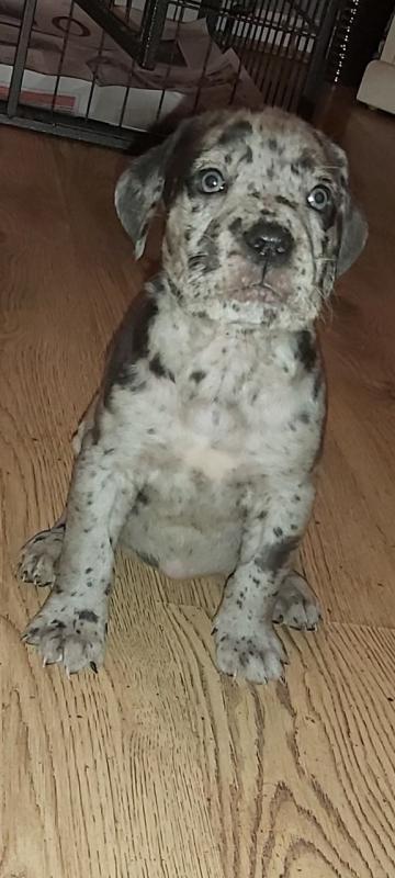 For Sale :*Stunning Great Dane Puppies Text ‪(323) 451-9584‬ for more info and new pics.. Image eClassifieds4u
