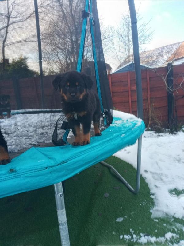 For Sale :*Stunning Rottweiler Pupps Text ‪(323) 451-9584‬ for more info and new pics.. Image eClassifieds4u